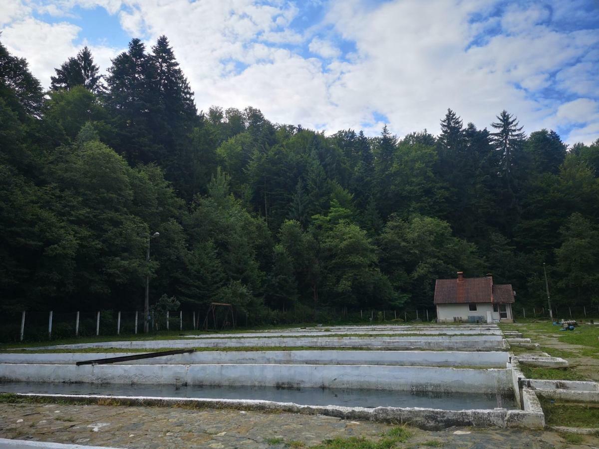 Floarea Reginei Hotel Felsőszombatfalvi üdülőtelep Kültér fotó