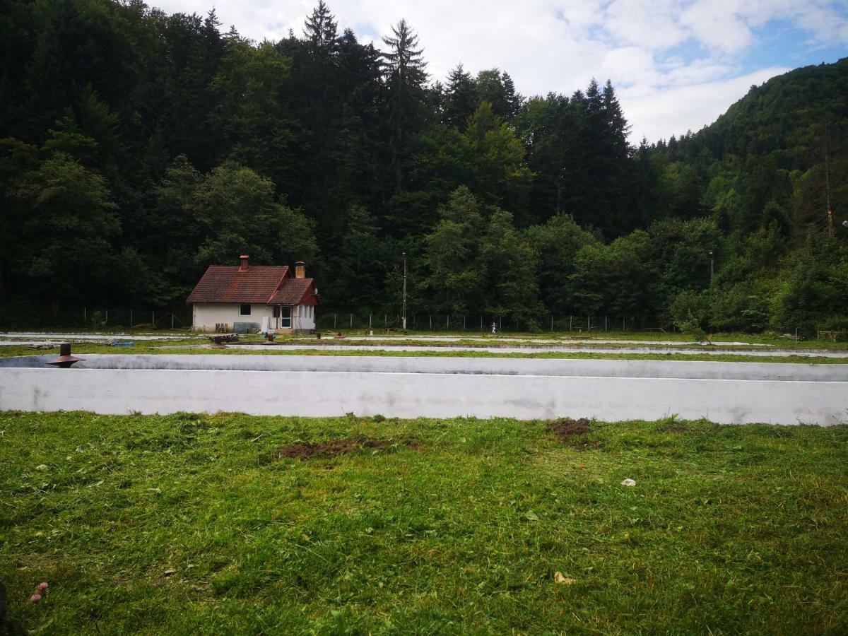 Floarea Reginei Hotel Felsőszombatfalvi üdülőtelep Kültér fotó